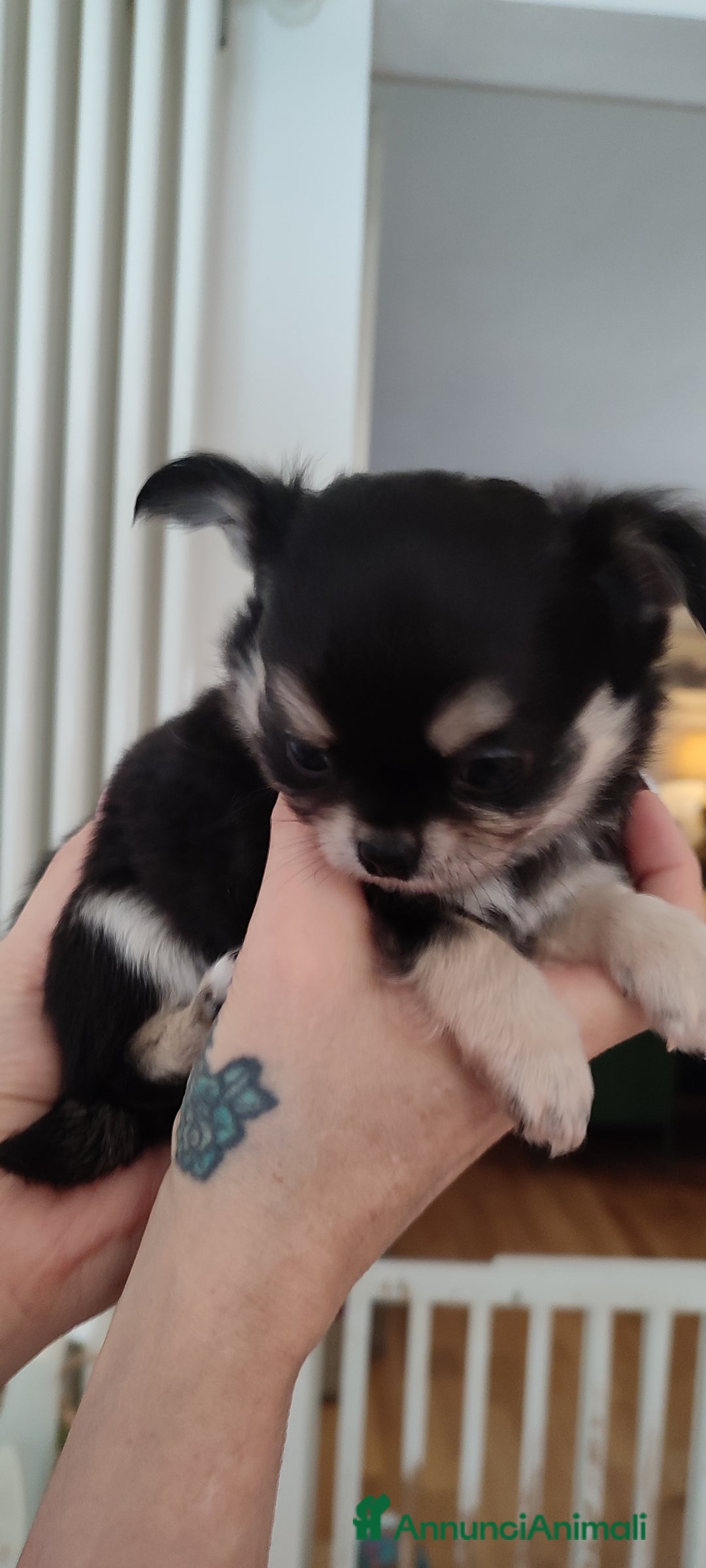 Chihuahua cani in vendita: Chihuahua cuccioli mini pedigree ENCI  - Annuncio 6