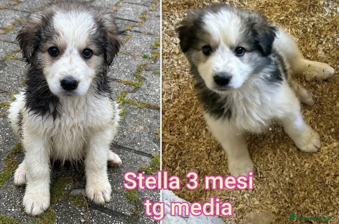 Meticcio cani in regalo: Cuccioli tenerissimi senza futuro  a Provincia di Modena - Annuncio 1