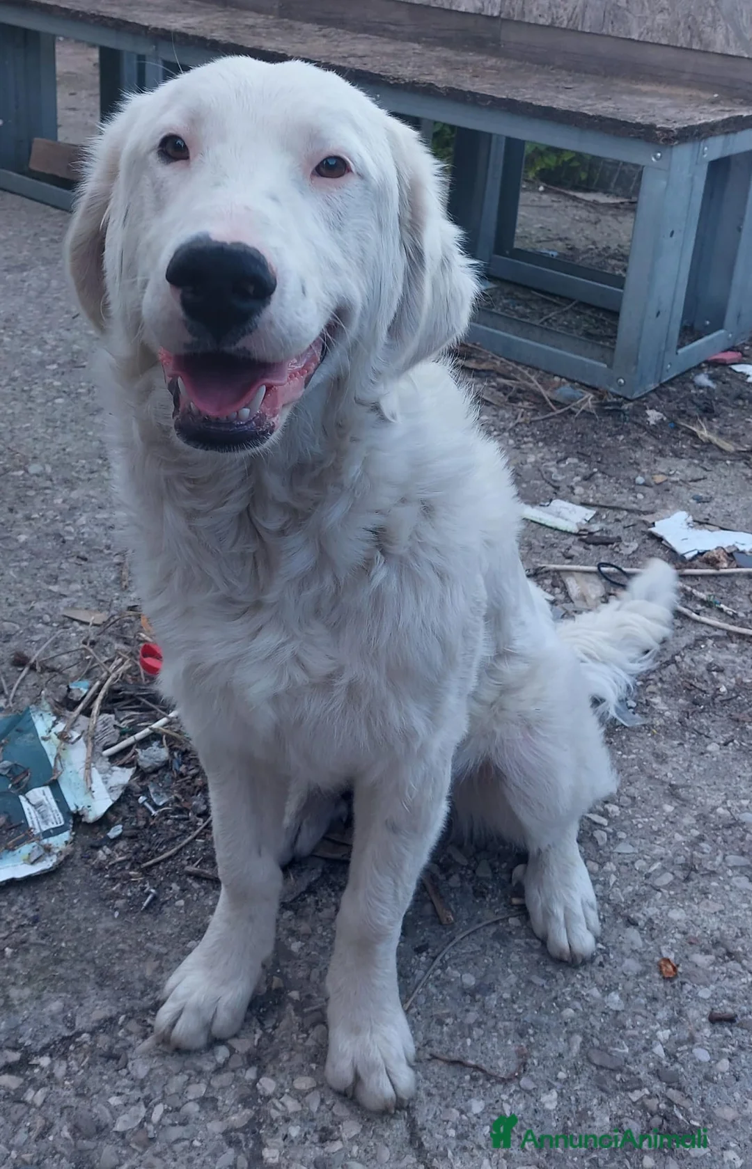 Meticcio cani in regalo: NEVE MIX GOLDEN RETRIEVER ALBINO a Provincia di Avellino - Annuncio 3