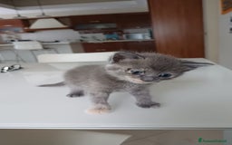 Ragdoll gatti in vendita: Incrocio ragdoll gatti a Città metropolitana di Catania - Immagine 5