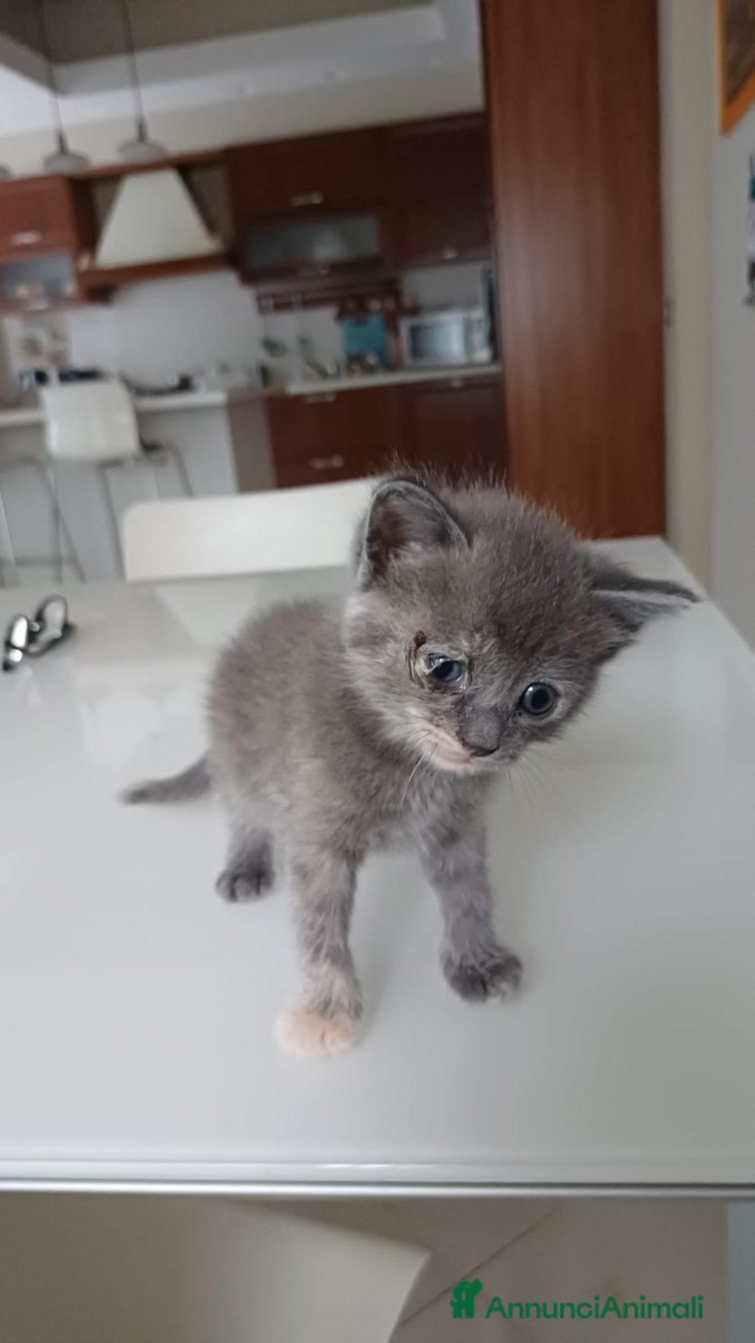 Ragdoll gatti in vendita: Incrocio ragdoll gatti a Città metropolitana di Catania - Immagine 5