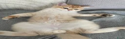 British gatti in vendita: Cucciolo British Shorthair N12 - Annuncio 7