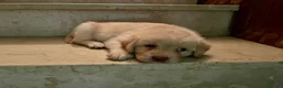 Meticcio cani in vendita: CUCCIOLI CERCANO FAMIGLIA - Annuncio 3