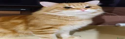 Siberiano gatti in vendita: Siberiano gatto ipoallergenico - Annuncio 2