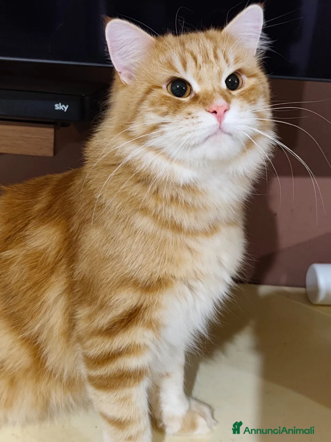 Siberiano gatti in vendita: Siberiano gatto ipoallergenico - Annuncio 2