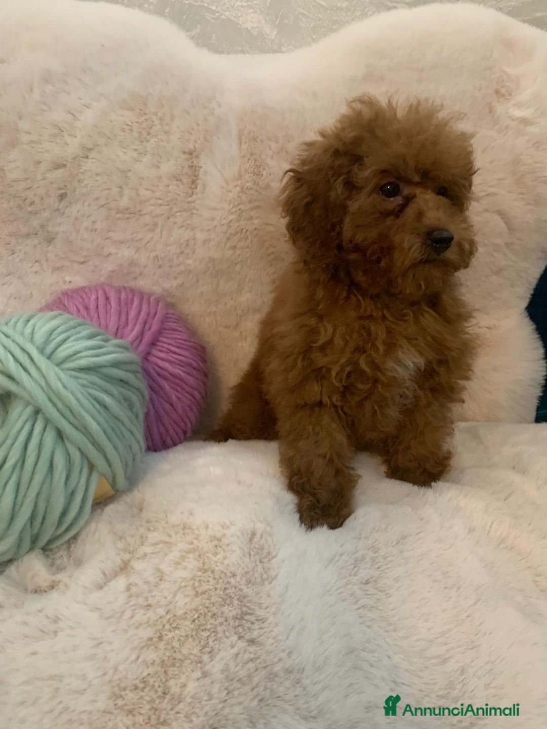 Barboncino cani in vendita: Barboncini fulvi toy e nani con Pedigree - Annuncio 14