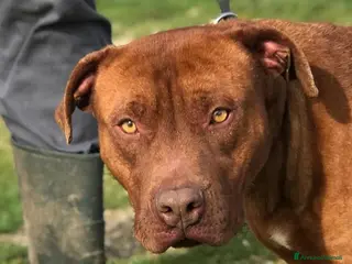 Meticcio cani EVANDER, sguardo malinconico che conquista tutti a Provincia di Latina - Annuncio 33