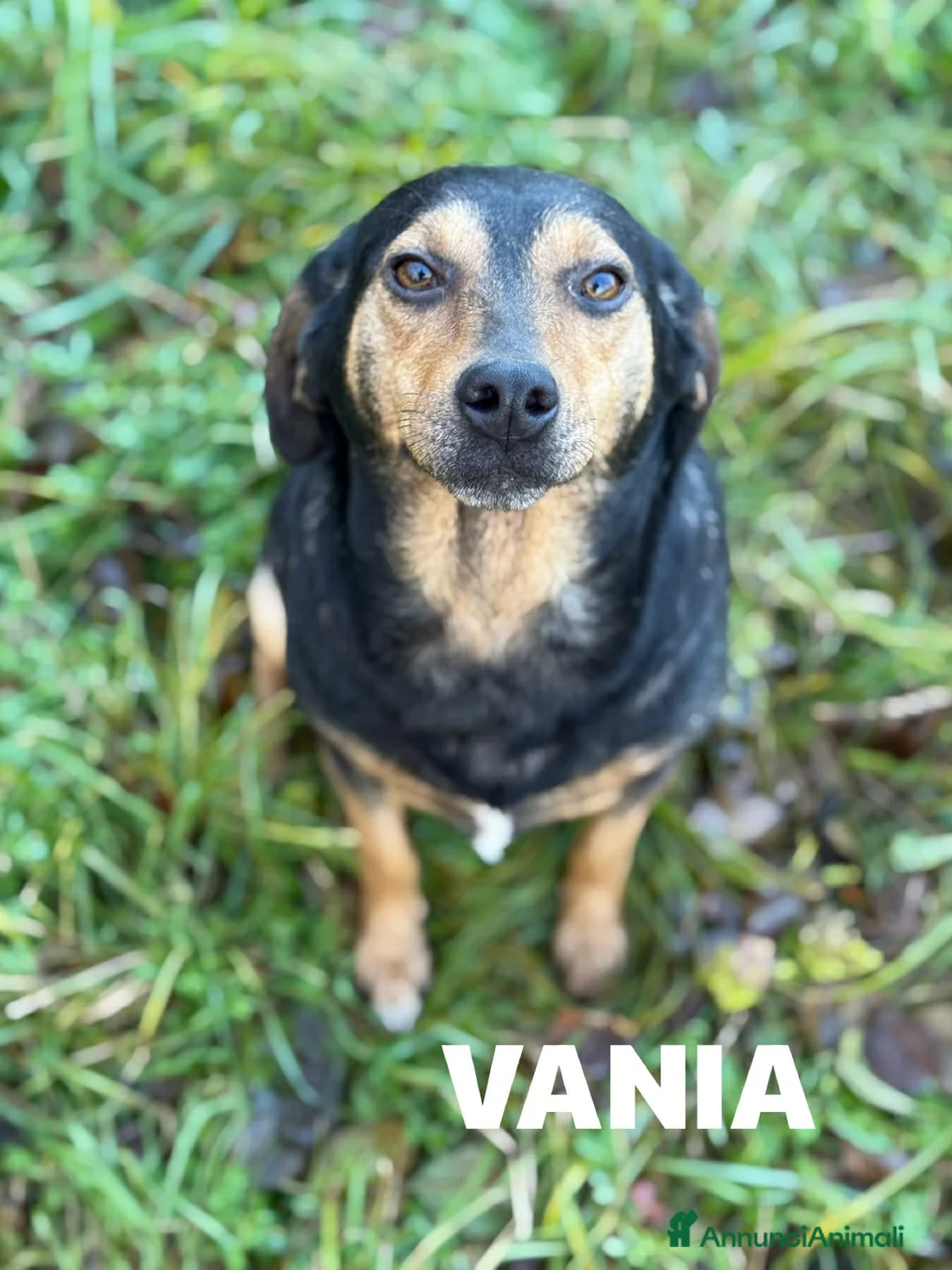 Meticcio cani in regalo: VANIA, buffissima cagnolina senza famiglia! - Annuncio 5
