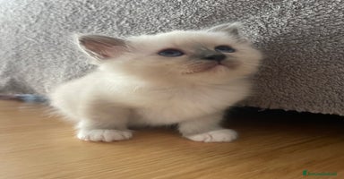 Sacro di Birmania gatti a Provincia autonoma di Trento - Annuncio 8