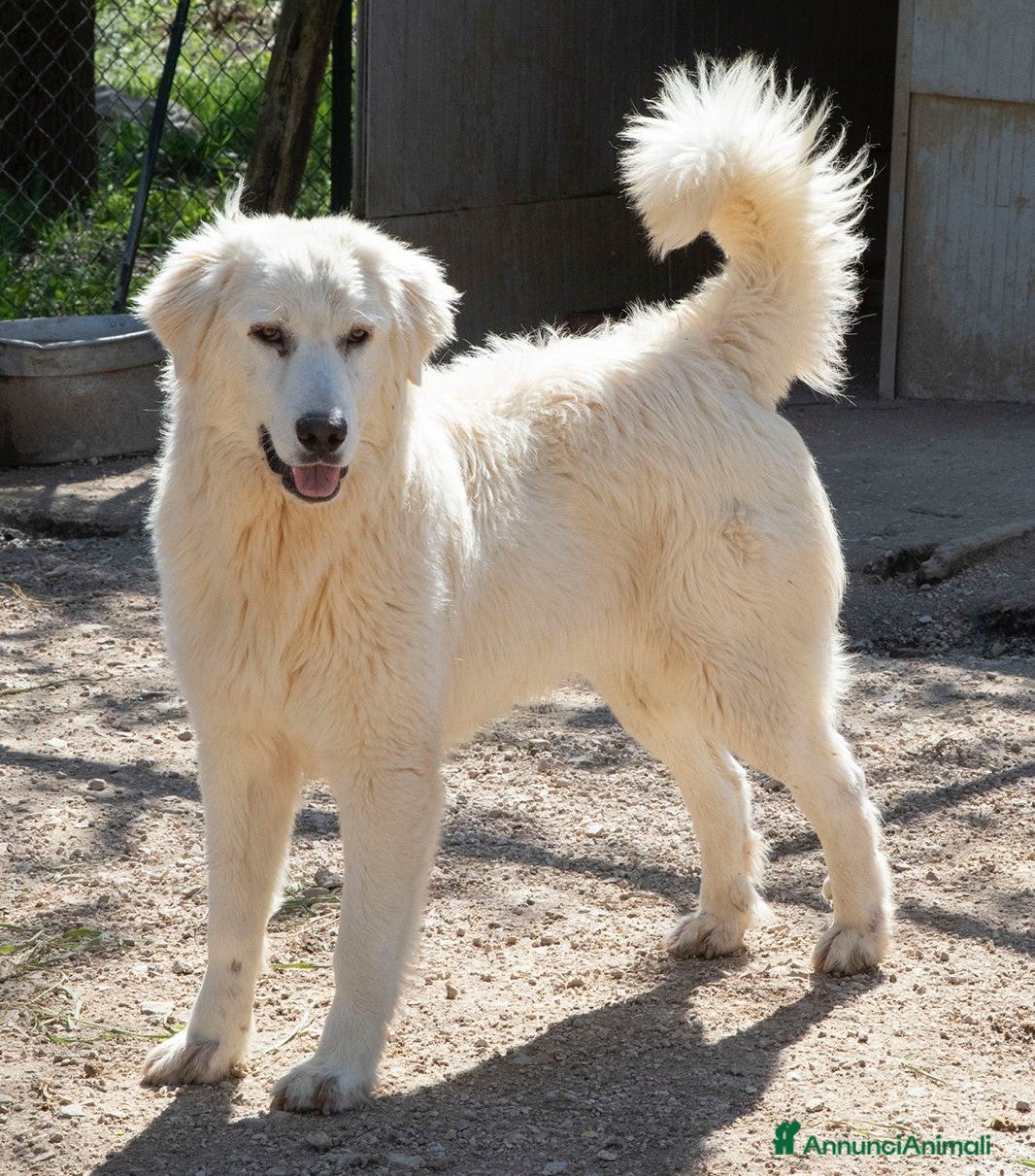 Meticcio cani NUVOLETTA SOFFICE INVISIBILE a Provincia di Brescia - Annuncio 15