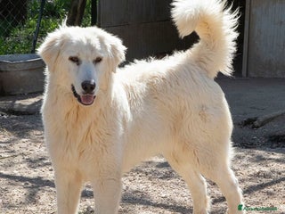 Meticcio cani NUVOLETTA SOFFICE INVISIBILE a Provincia di Brescia - Annuncio 42