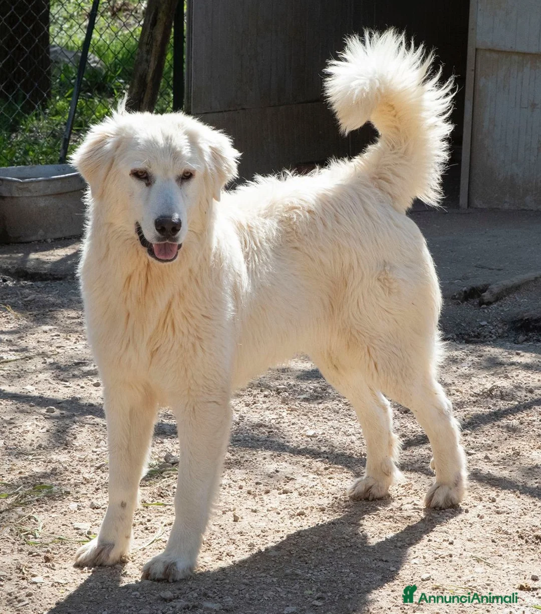 Meticcio cani in regalo: NUVOLETTA SOFFICE INVISIBILE a Provincia di Brescia - Annuncio 1