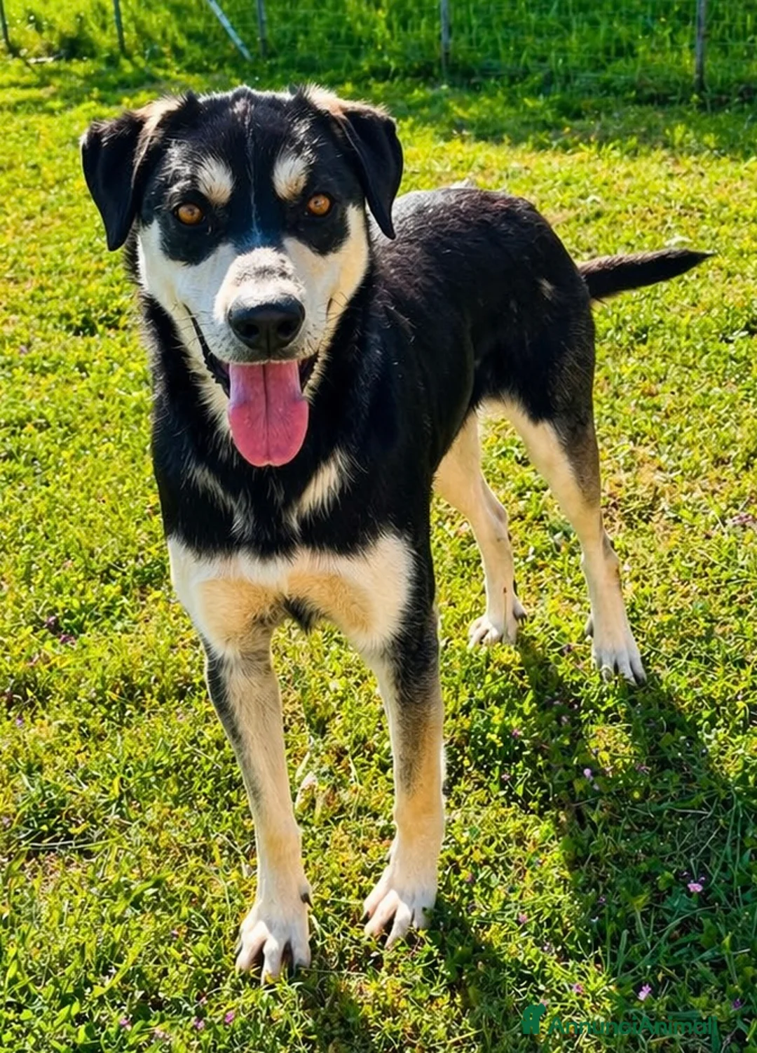 Meticcio cani in regalo: Kevin - Annuncio 1