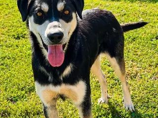 Meticcio cani Kevin - Annuncio 14