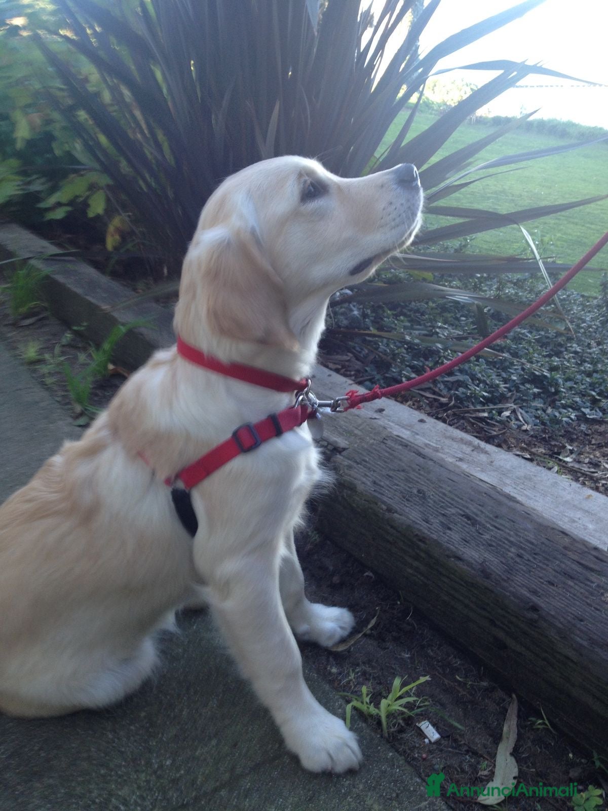 Golden Retriever cani Cucciola di Golden Retriver - Annuncio 32