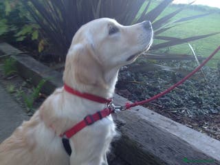 Golden Retriever cani Cucciola di Golden Retriver - Annuncio 4