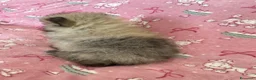 Volpino Pomerania cani in vendita: Adorabili cuccioli di Pomerania disponibili - Annuncio 11