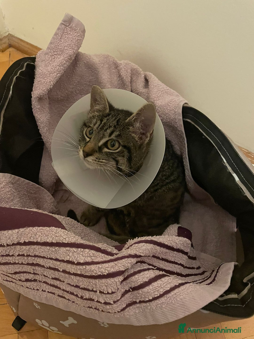 Altre razze gatti in regalo: GATTINI - Annuncio 1