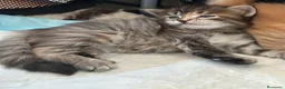 Siberiano gatti in vendita: Cuccioli Siberiano - Annuncio 5