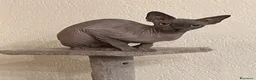Sphynx gatti in vendita: Cuccioli Sphynx cercano casa  - Annuncio 1