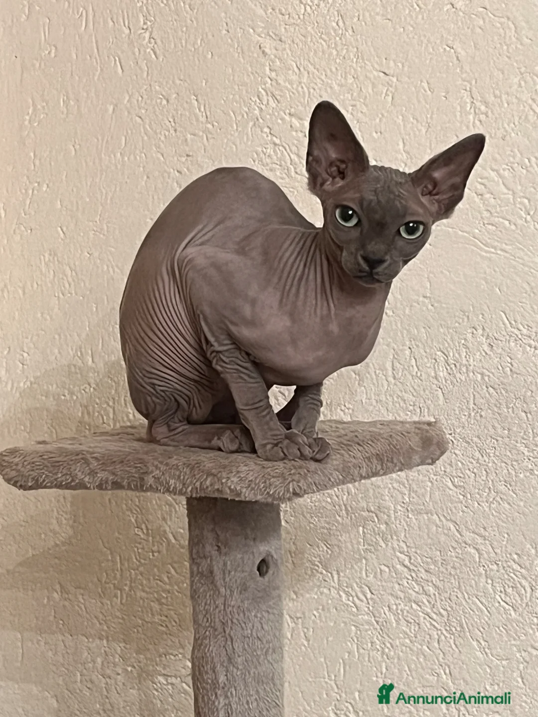Sphynx gatti in vendita: Cuccioli Sphynx cercano casa  - Annuncio 1