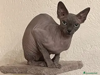 Sphynx gatti Cuccioli Sphynx cercano casa - Annuncio 1