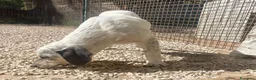 Meticcio cani in regalo: MAMMA E FIGLIA - Annuncio 6