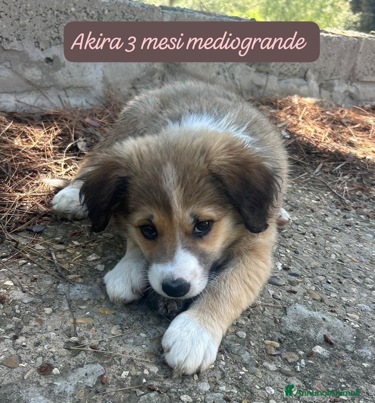 Meticcio cani Tanti cuccioli da salvare  - Annuncio 15