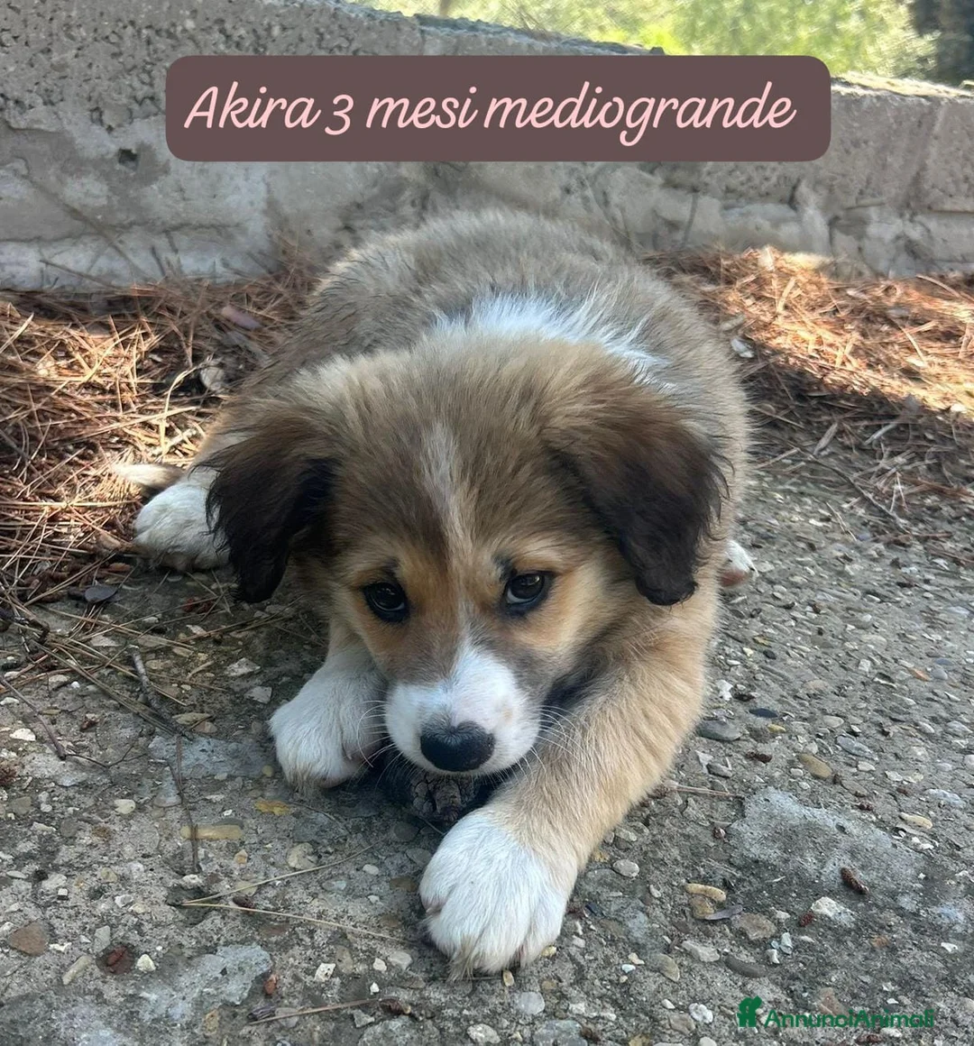 Meticcio cani in regalo: Tanti cuccioli da salvare  a Città Metropolitana di Bologna - Annuncio 1