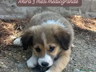 Meticcio cani Tanti cuccioli da salvare - Annuncio 15