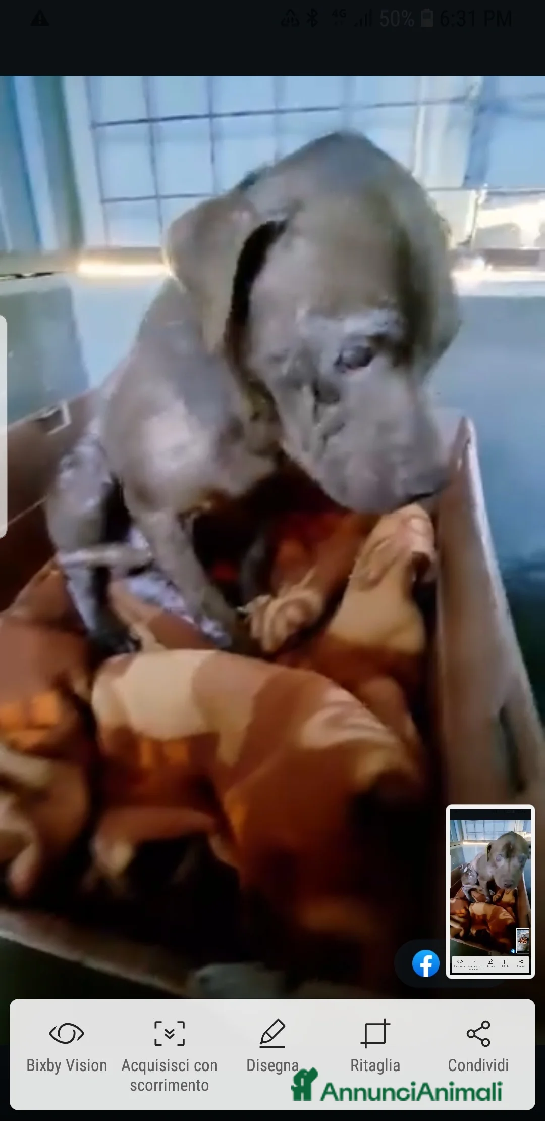 Pitbull cani in regalo: ADOZ.DE💔:che vita ha fatto?Ecco cosa resta di1pit - Annuncio 7