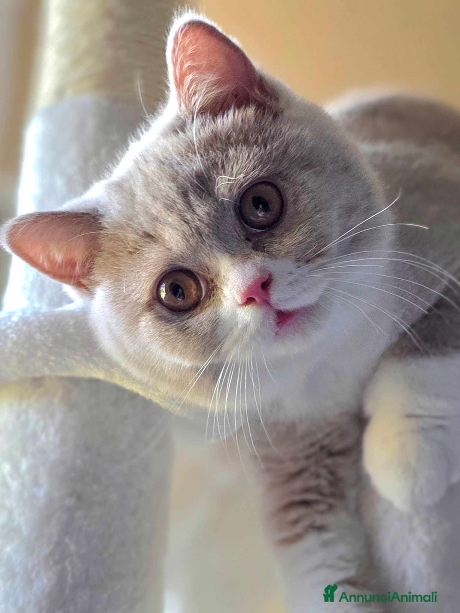 British gatti British Shorthair  - Annuncio 2