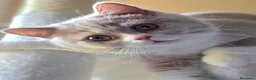 British gatti in vendita: British Shorthair  - Annuncio 1