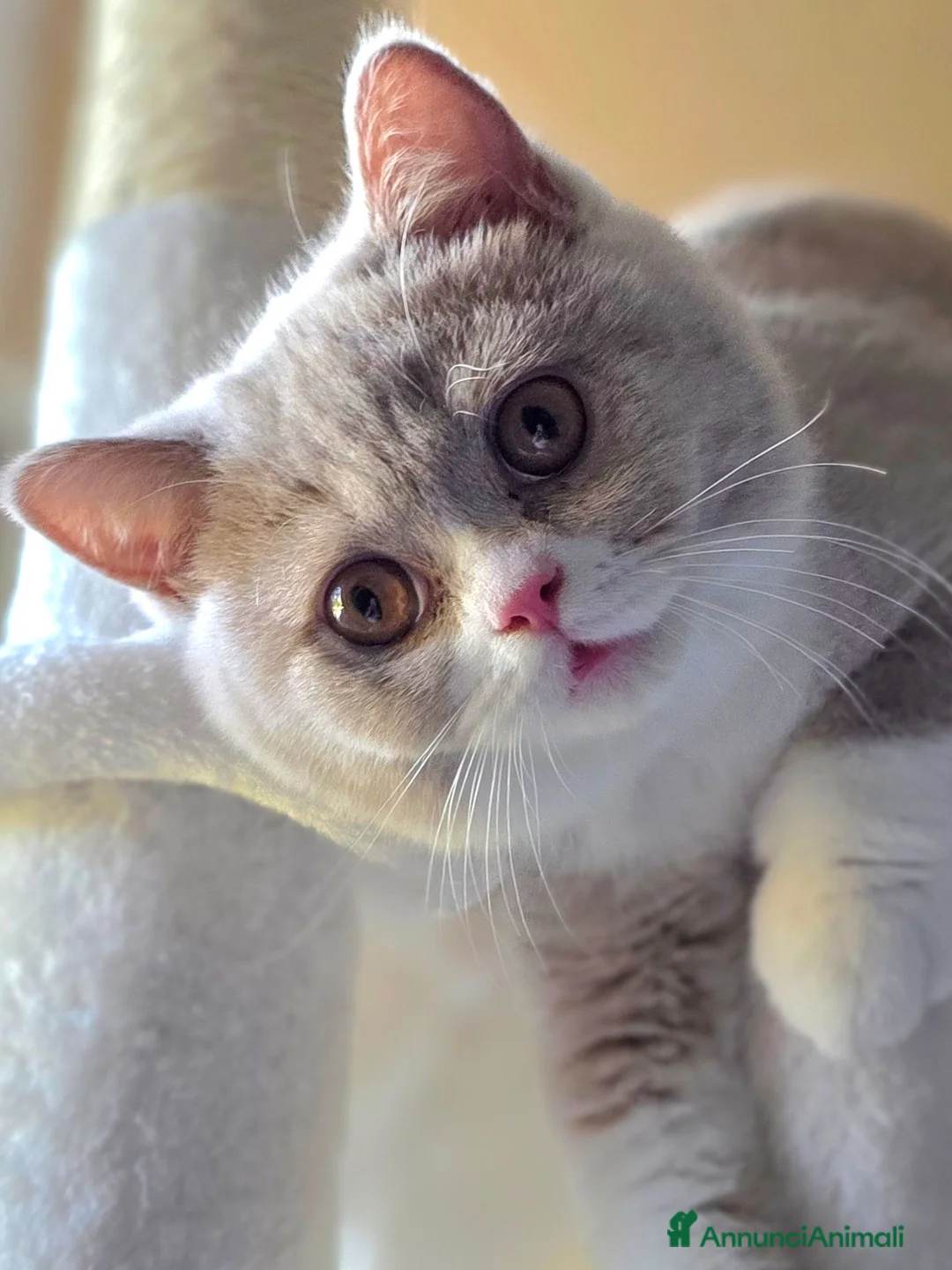 British gatti in vendita: British Shorthair  - Annuncio 1