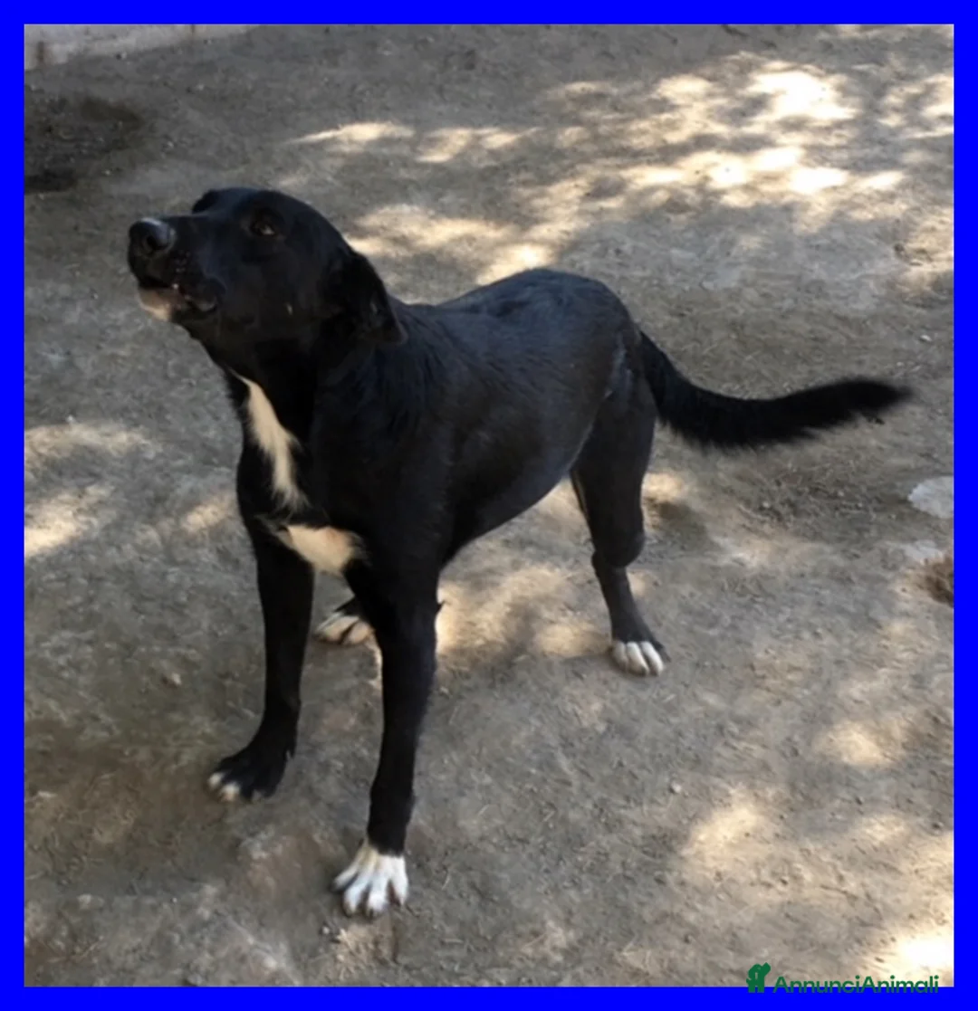 Meticcio cani in regalo: PICCHIO nonnino bravo e festoso - Annuncio 4