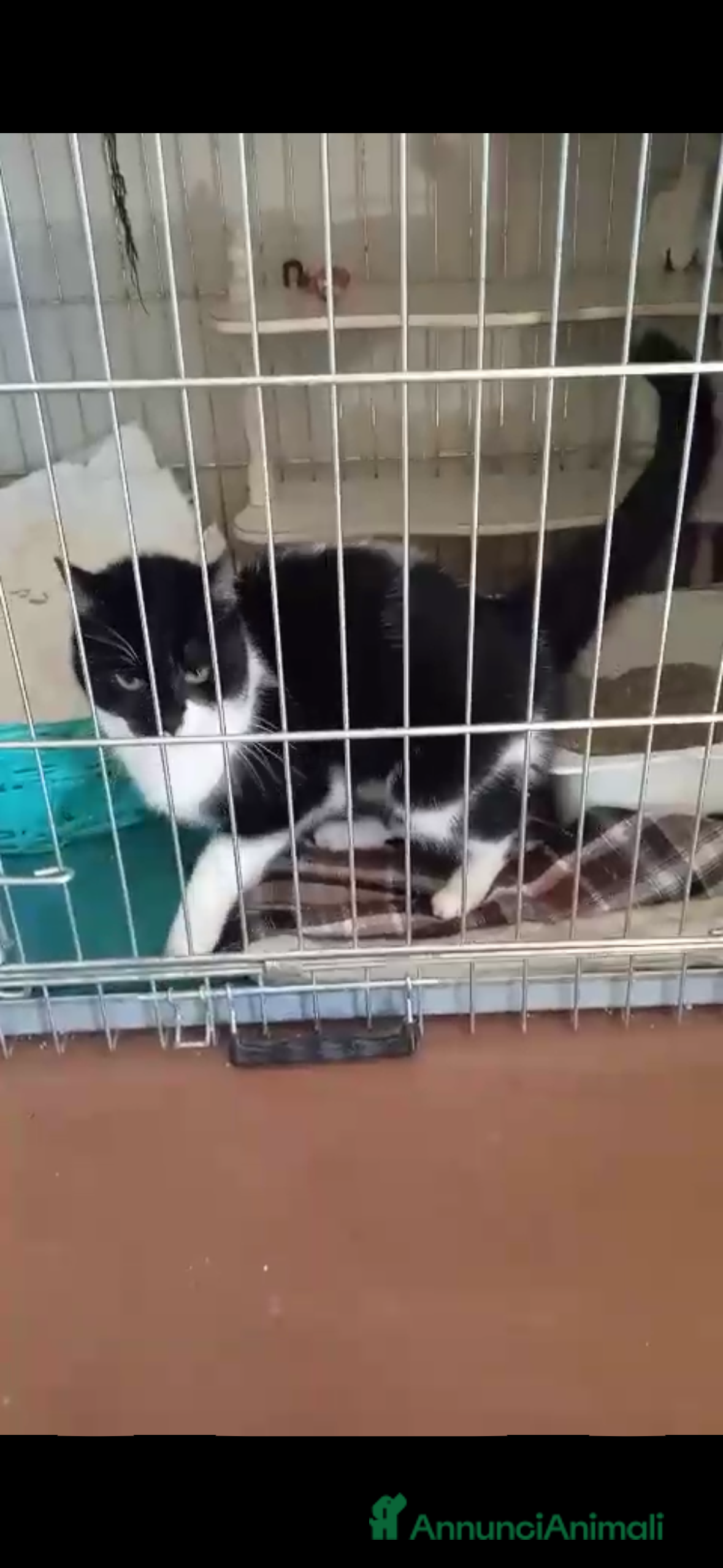 Europeo gatti gatta 6 mesi bianca e nera cerca casa🖤 - Annuncio 34