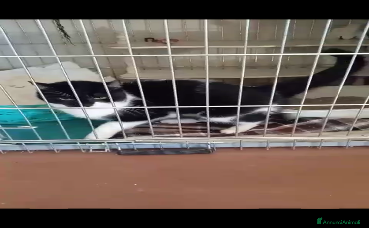 Europeo gatti - Annuncio 15