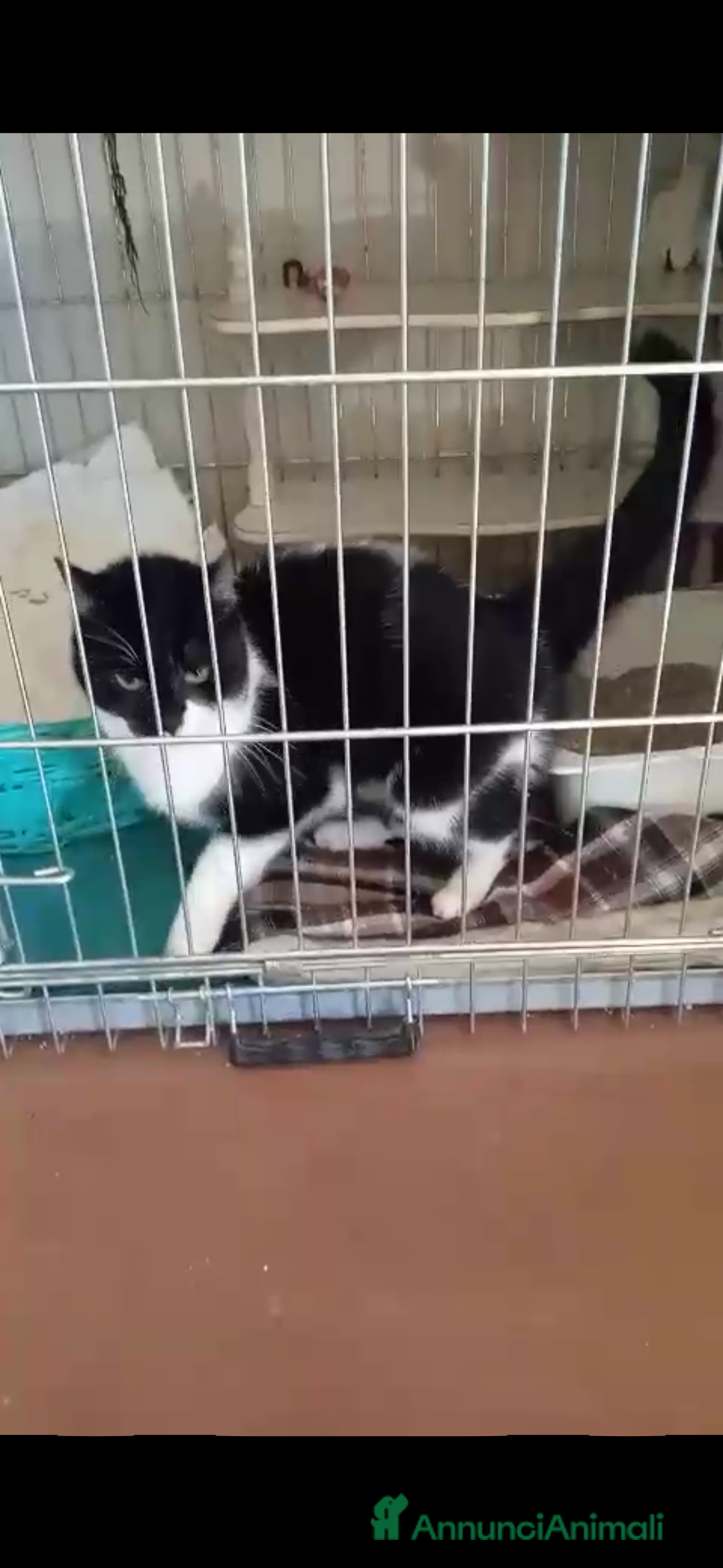 Europeo gatti in regalo: gatta 6 mesi bianca e nera cerca casa🖤 - Annuncio 1