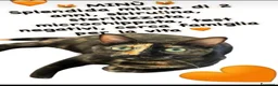 Europeo gatti in regalo: Minu dolcissima micina simil calico - Annuncio 1