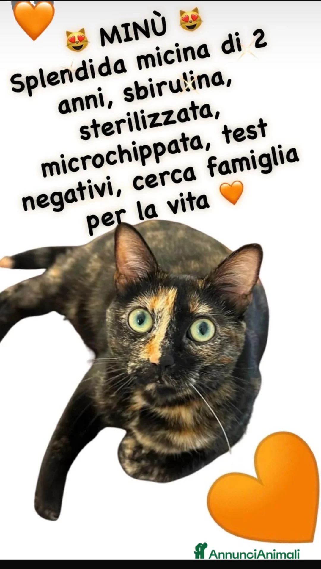 Europeo gatti in regalo: Minu dolcissima micina simil calico - Annuncio 1