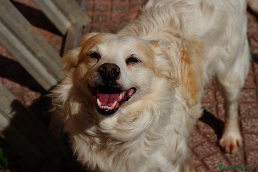 Volpino Italiano cani in regalo: Simba, il volpino - Immagine 3