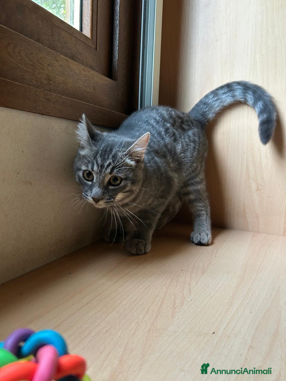 Europeo gatti in regalo: MISTRAL CERCA CASA ❤️ - Annuncio 6