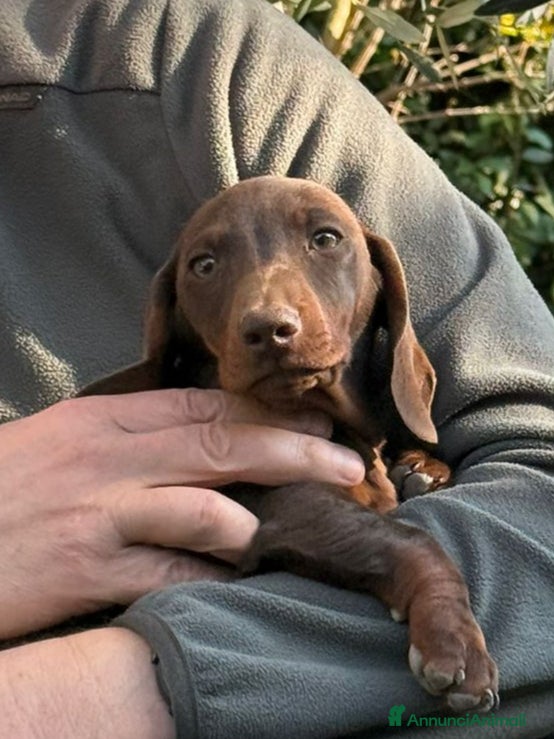 Bassotto cani Cucciolo bassotto da non perdere.  - Annuncio 1