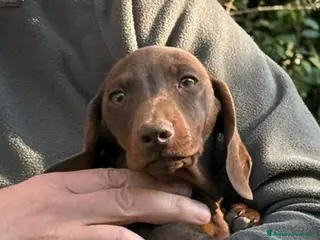 Bassotto cani Cucciolo bassotto da non perdere. - Annuncio 1