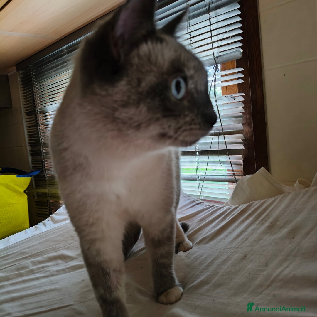 Europeo gatti in regalo: AURA CERCA CASA ❤️ - Annuncio 9