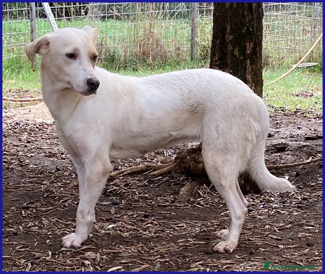 Meticcio cani in regalo: CALU' TENERA CAGNOLINA 2 ANNI,SALVATA DALLA GABBIA - Annuncio 8