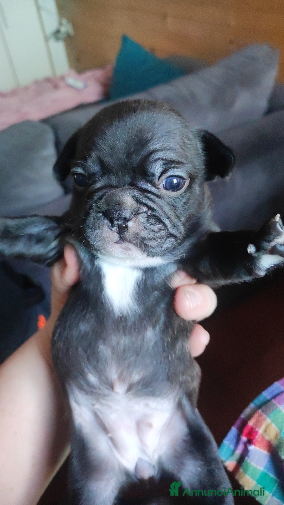 Bulldog Francese cani in vendita: Vendo cuccioli di bulldog francese  - Annuncio 6