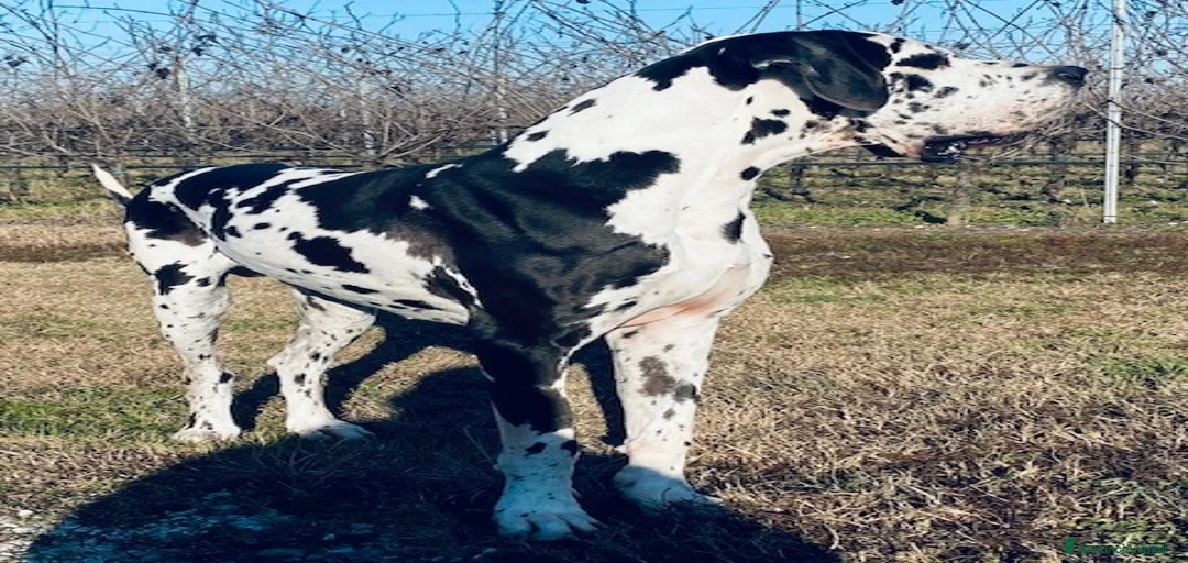 Immagine della galleria {{count}}