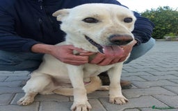 Meticcio cani in regalo: DOLCE E BUONO ARISTIDE IN REGALO a Città metropolitana di Catania - Immagine 3