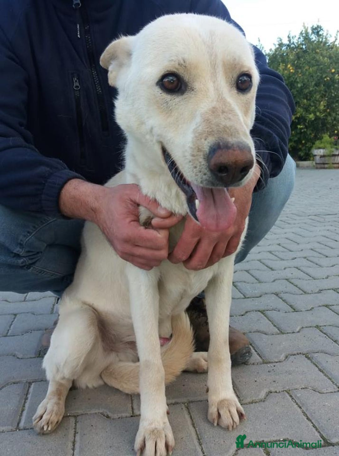 Meticcio cani in regalo: DOLCE E BUONO ARISTIDE IN REGALO a Città metropolitana di Catania - Annuncio 3